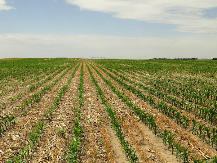 precision no-till University of Nebraska.jpeg